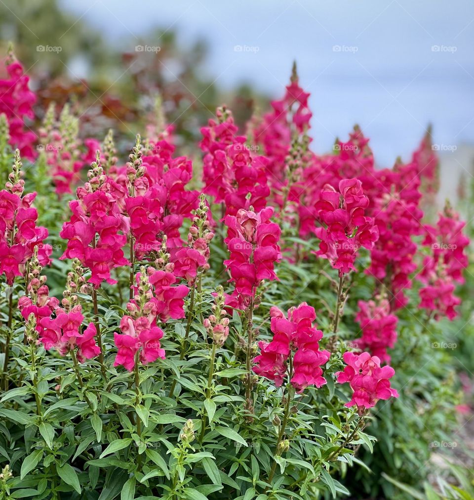 Hot pink snapdragons growing in the garden against a grey sky