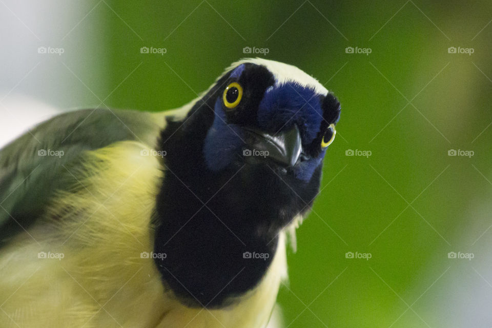 Curious colorful tropical Inca Jay bird looking straight into the camera.
Nyfiken färggrann tropisk fågel tittar rakt in i kamera, Inkaskrika .