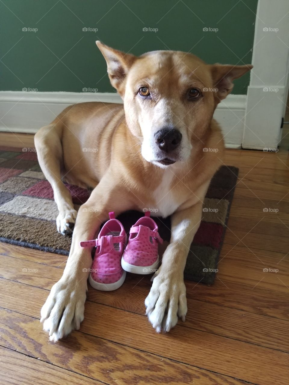 Beautiful older Basenji dog cherishes pink toddler shoes