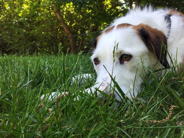 Beautiful dog finds some shade to lay in grass 