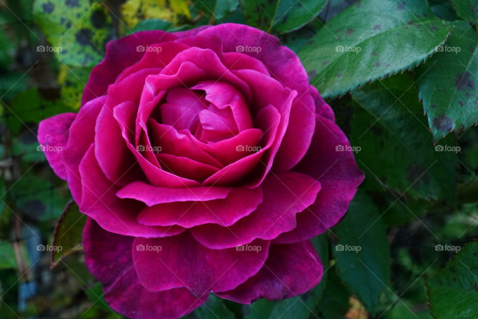 Roses - dark pink