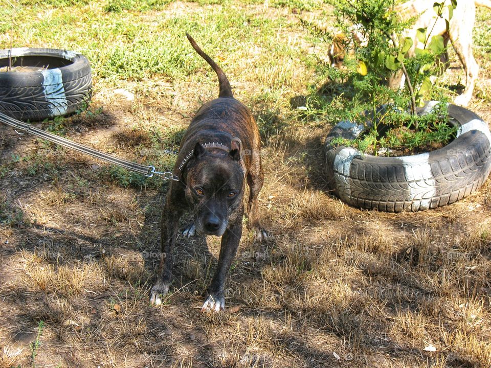 adult pit bull взрослый