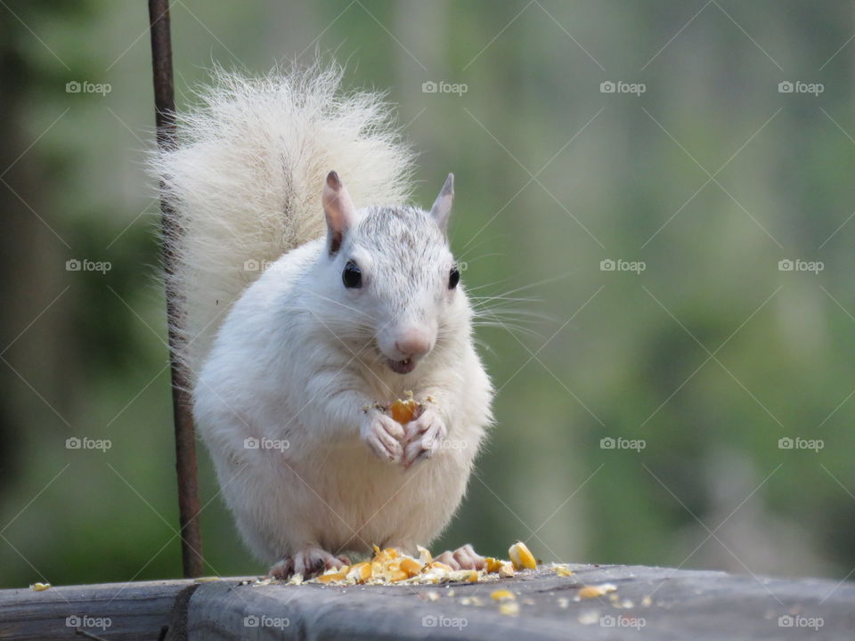 white squirrel