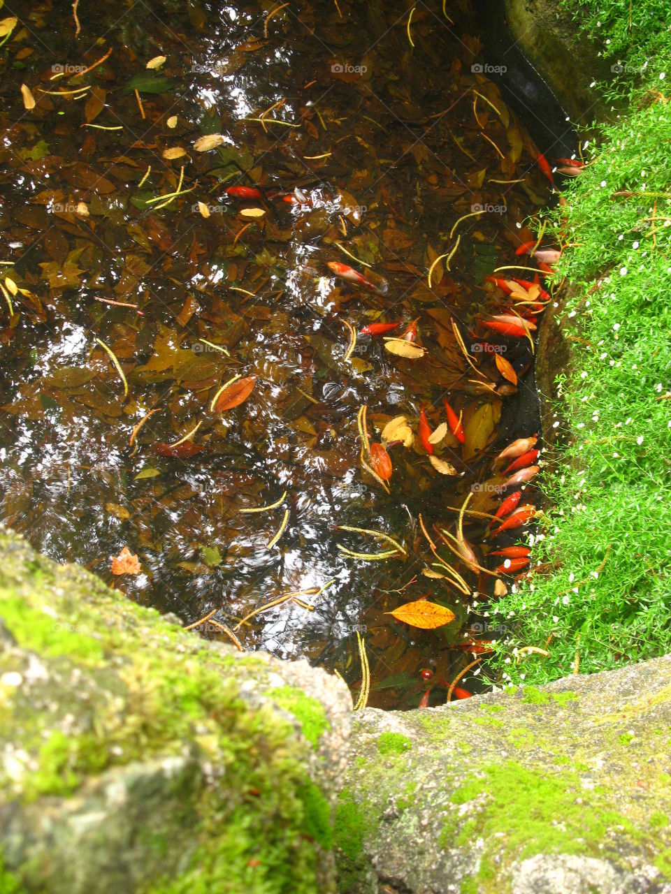 Fish in the lake of Sintra's park in Portugal