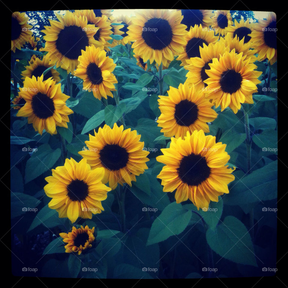 Sunflowers