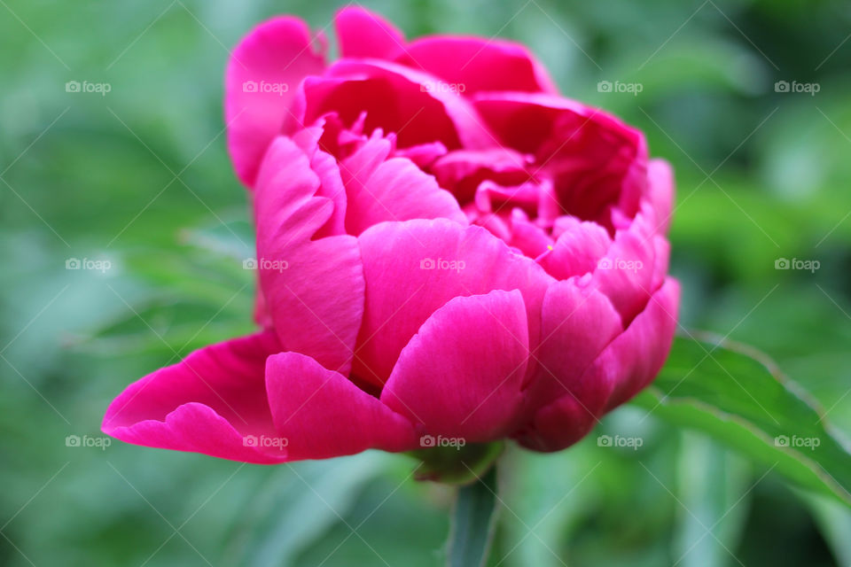 Peony, peonies, roses, pink, red, white, flowers, bouquet, summer, sun, nature. Landscape, still-life, village, flowerbed, plant, vegetation, grass, decor, fluffy, fluffy flowers, bulk flowers, plush flowers, petals, buds, leaves