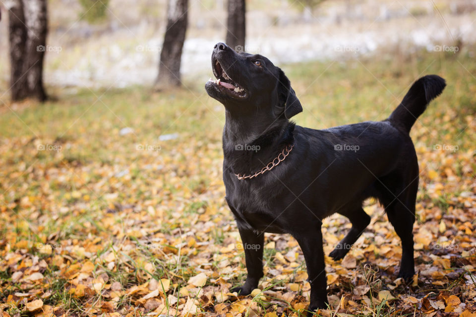 Black labrador during autumn