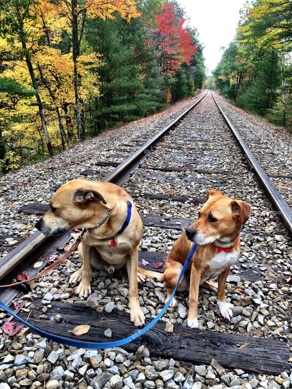 Dogs on railroad tracks