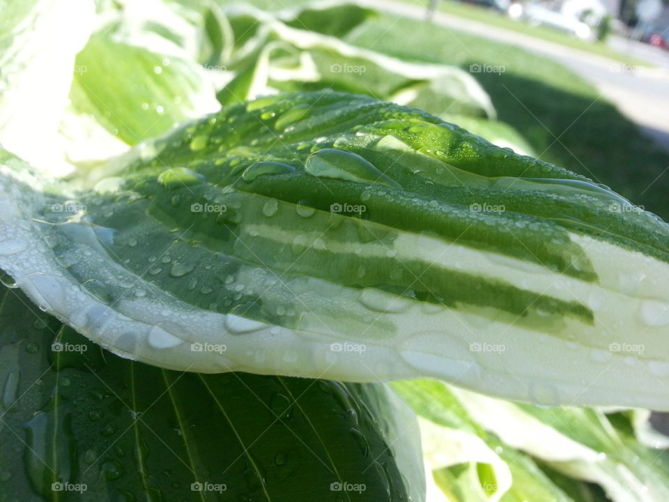 Morning Dew on a Hosta Leaf