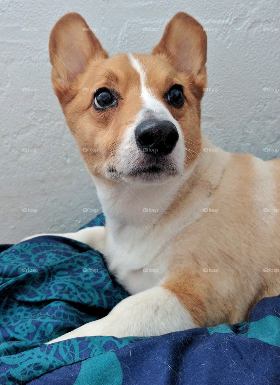 Corgi