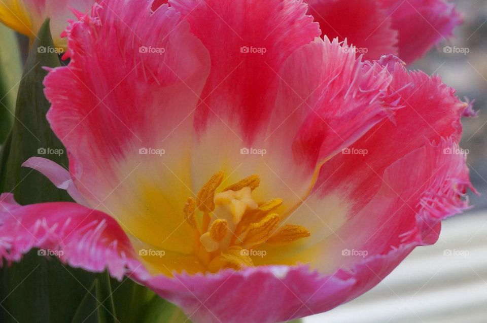 Pink parrot tulip