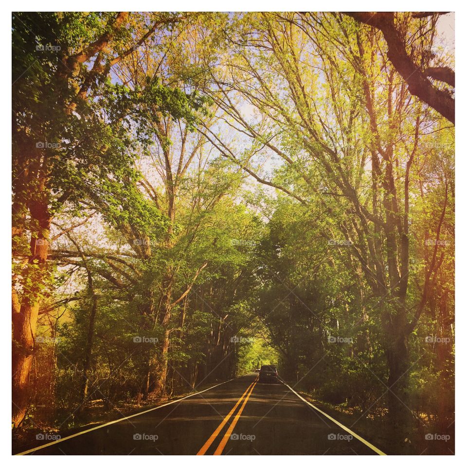 Tree Tunnel. A  beautiful drive through a tree-covered road in Spring
