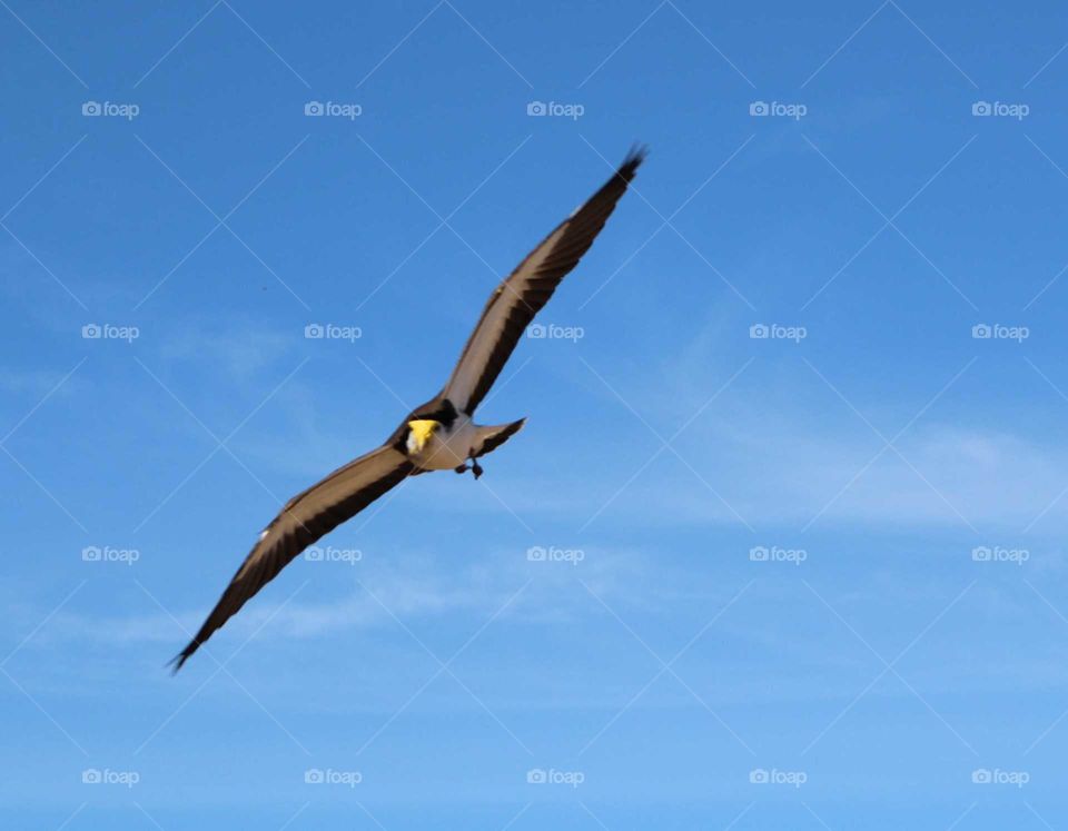 Flying high in a beautiful deep blue sky