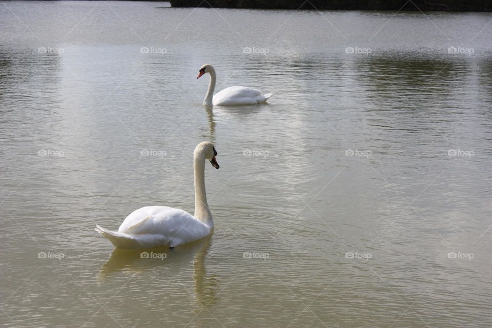 Swans on the lake