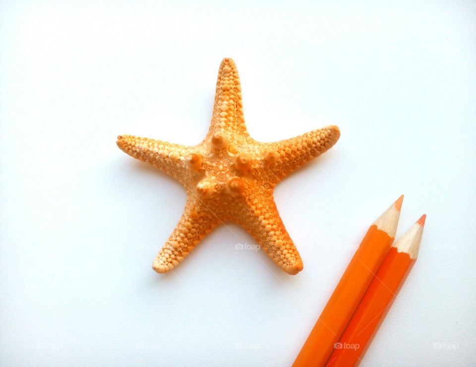 Starfish, No Person, Christmas, Echinoderm, Seashell