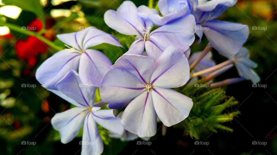 Blue flower