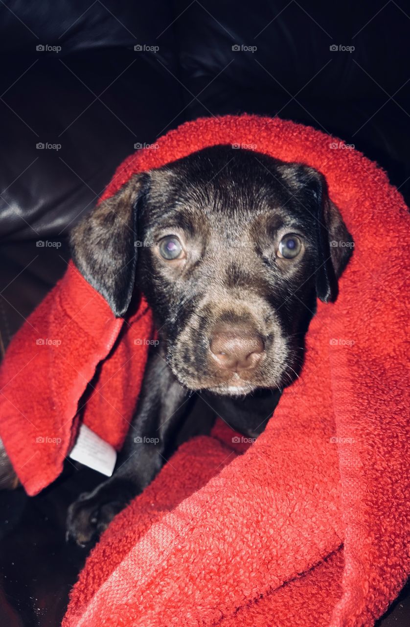 Coco, an 8 week old Chocolate Labrador and Pitt Bull mix puppy, drying off and getting warm after her bath in her home in the South Georgia woods. 
