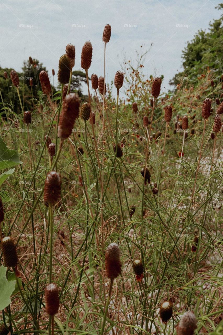 Cat tails 