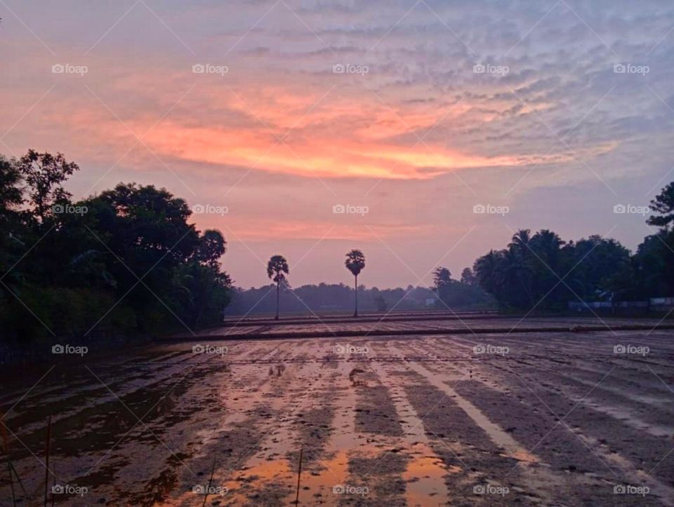 palm trees with coloured sunset background