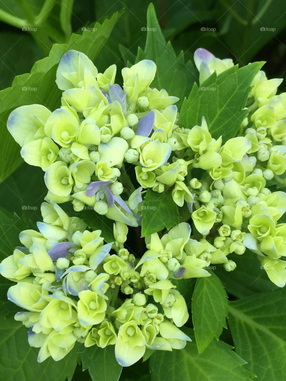Hydrangea 