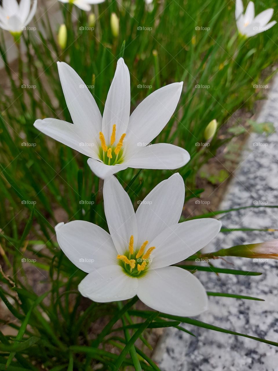 Beautiful white zephyrlily flower, commonly called as rain lily.