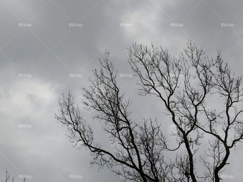 branches and cloudy sky