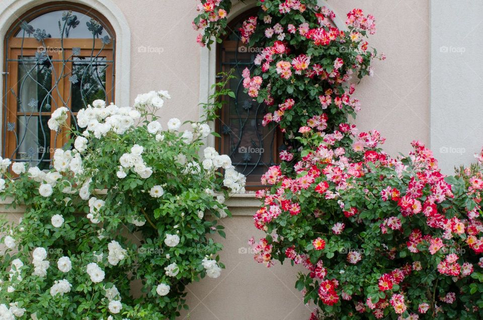 Urban nature Plants, Spring in Karlovo, Bulgaria