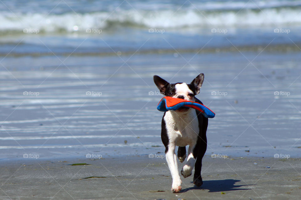 Summer fun includes our Boston Terrier’s too! Playing with the bright floating frisbee on the shore and in the water is fun for all. It’s only that no matter who throws the frisbee the pup always brings it back to me!