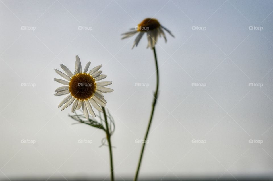 Flower, No Person, Nature, Summer, Flora