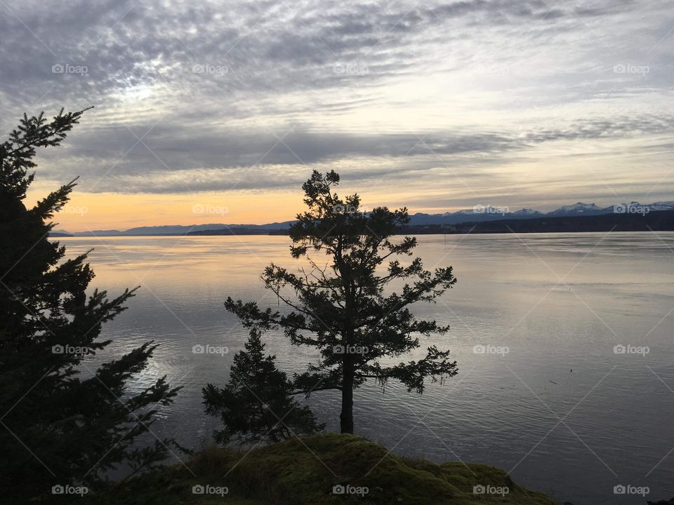 Lonely Tree - Quadra Island, British Columbia