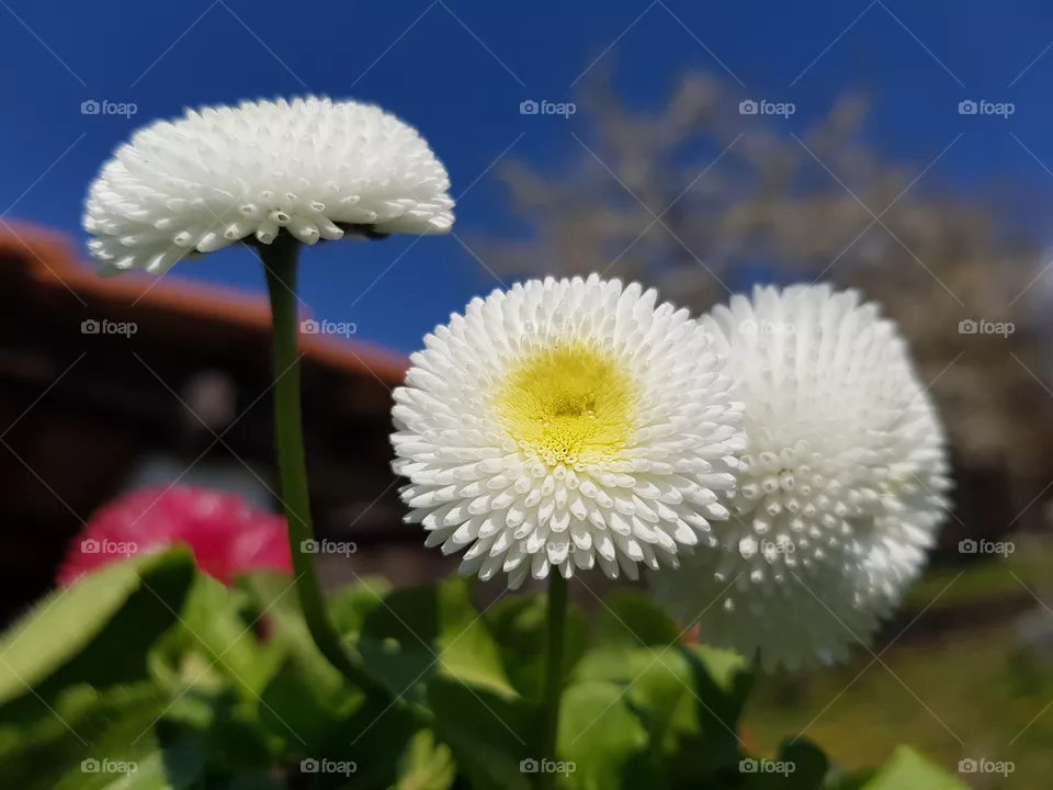 Daisies