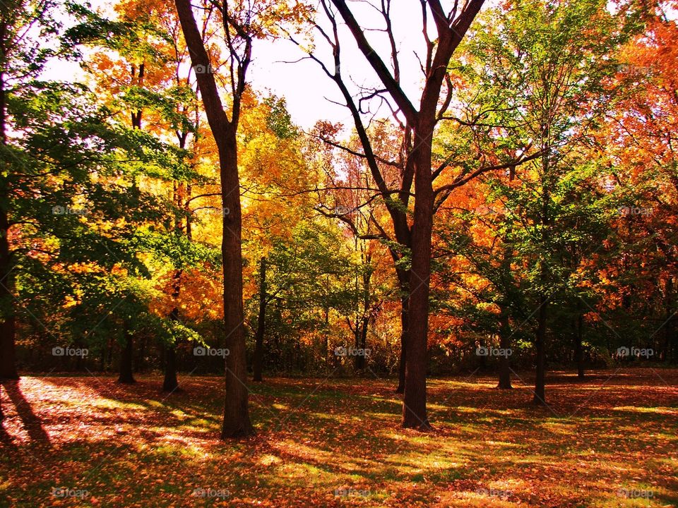 Scenic view of autumn trees in forest