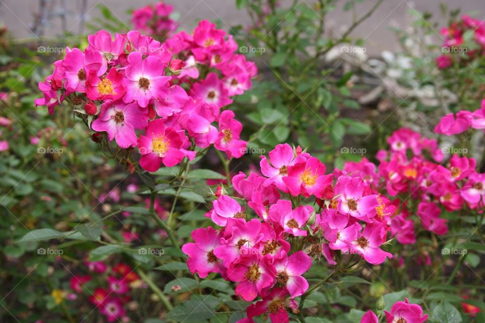 Close-up of pink flowers