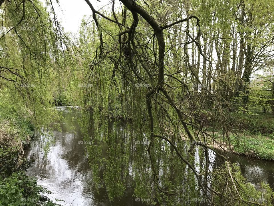 A most beautiful weeping willow tree takes a bathe in this nature reserve of East Devon.