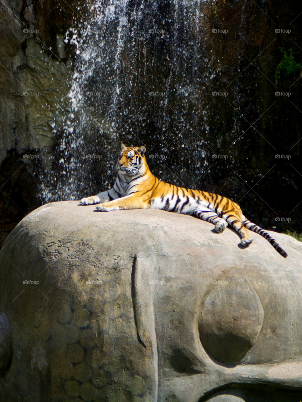 sweden cat animal tiger by j.rickard