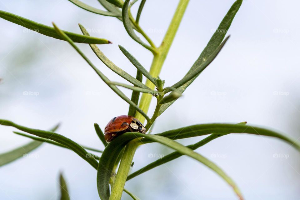 Ladybug