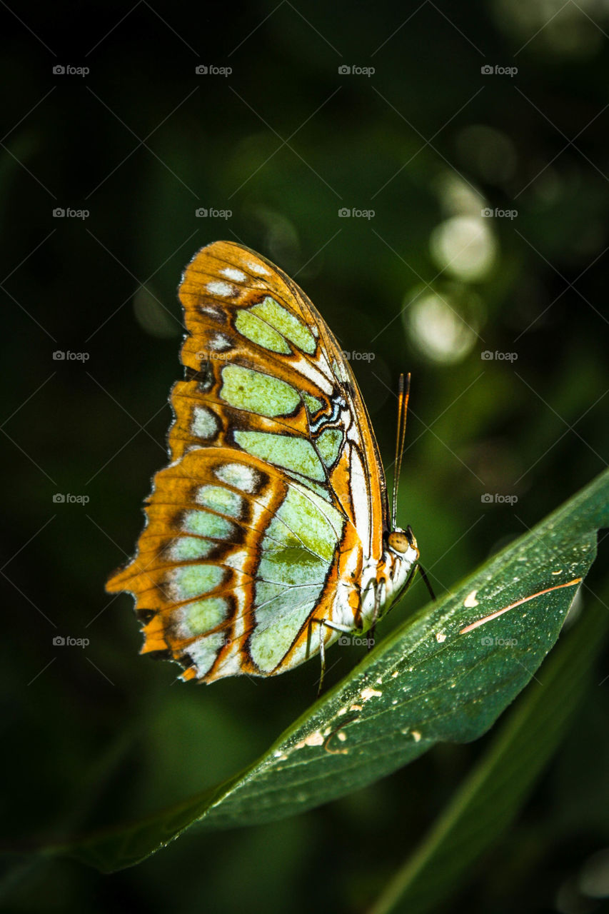 Beautiful butterfly on a leaf