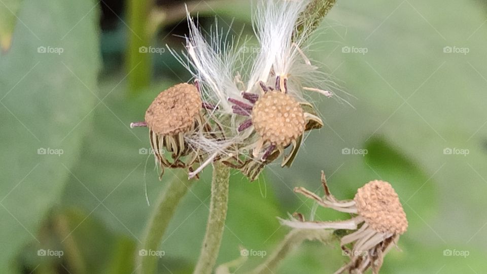 Shedding of dried petals - colors of Autumn