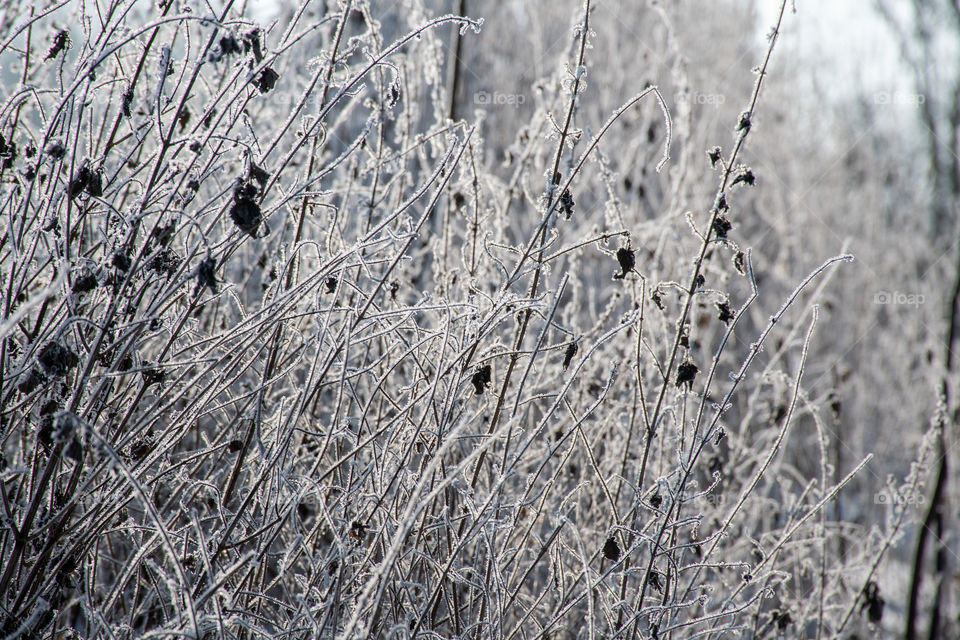 Frozen Grass against the Sunlight