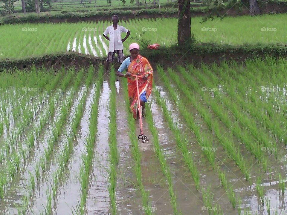 Farmer working in paddy field