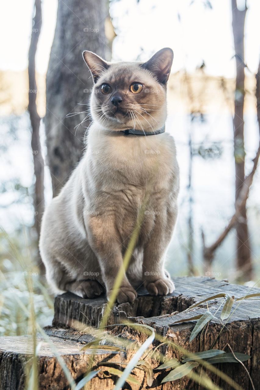 Cat on a tree stump