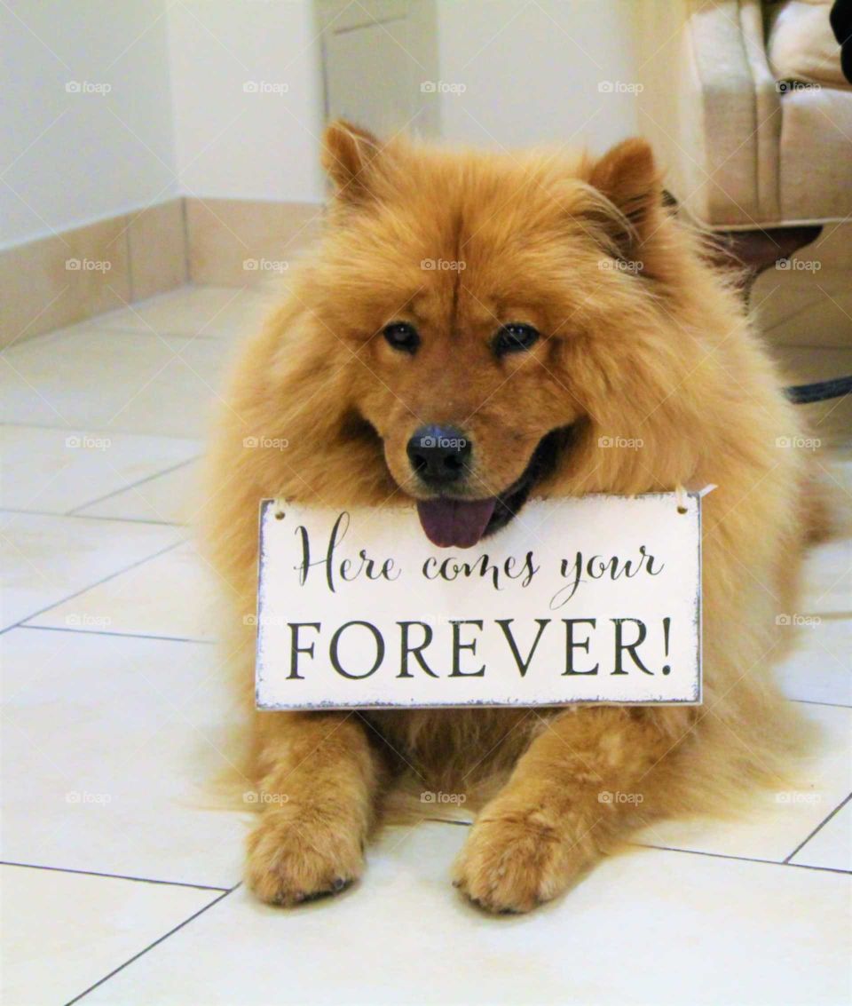 Dog Wedding Ring Bearer with sign 