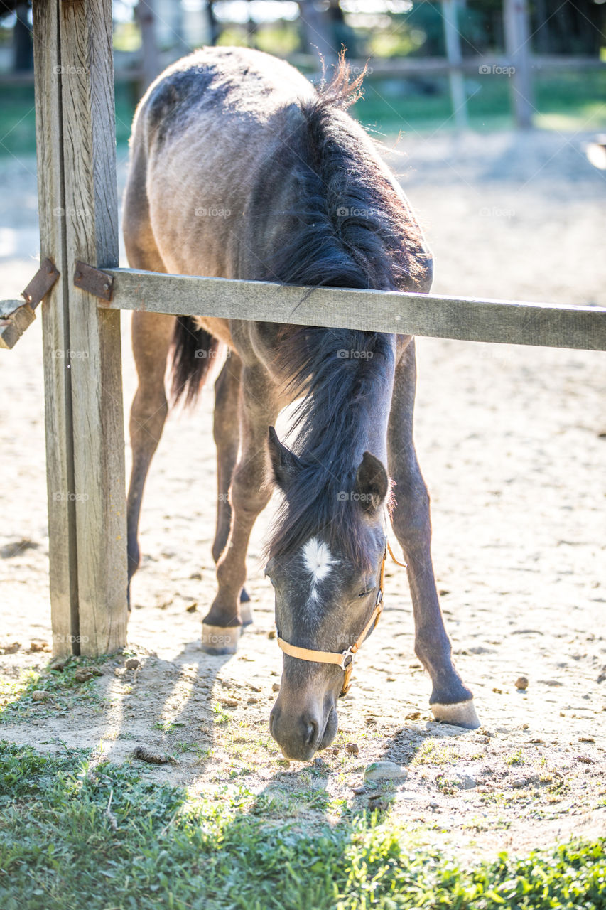 Nature, Animal, Mammal, Cavalry, Farm