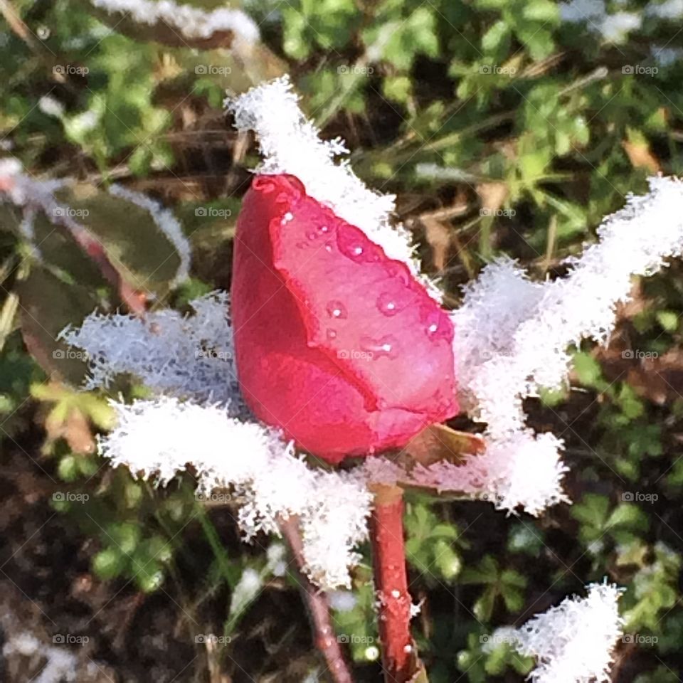 Rose in winter 