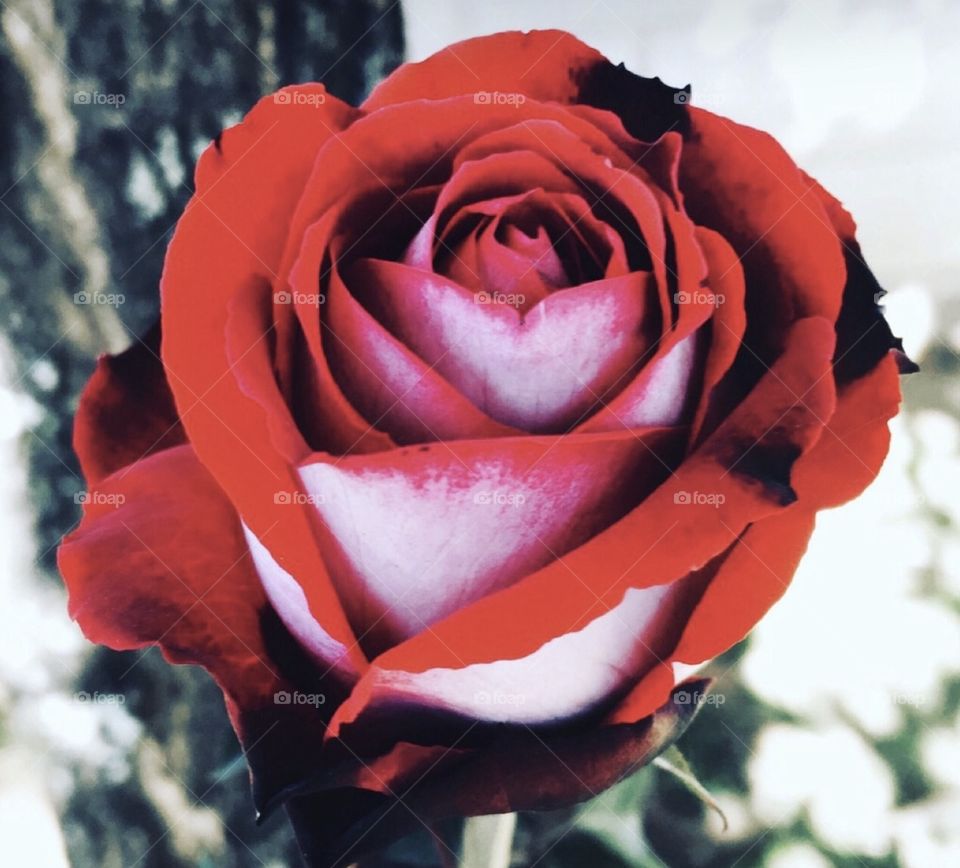 🌹 🇺🇸 Very beautiful flowers to brighten our day.  Live nature and its beauty. Did you like the delicate petals? / 🇧🇷 Flores muito bonitas para alegrar nosso dia. Viva a natureza e sua beleza. Gostaram das pétalas delicadas? 