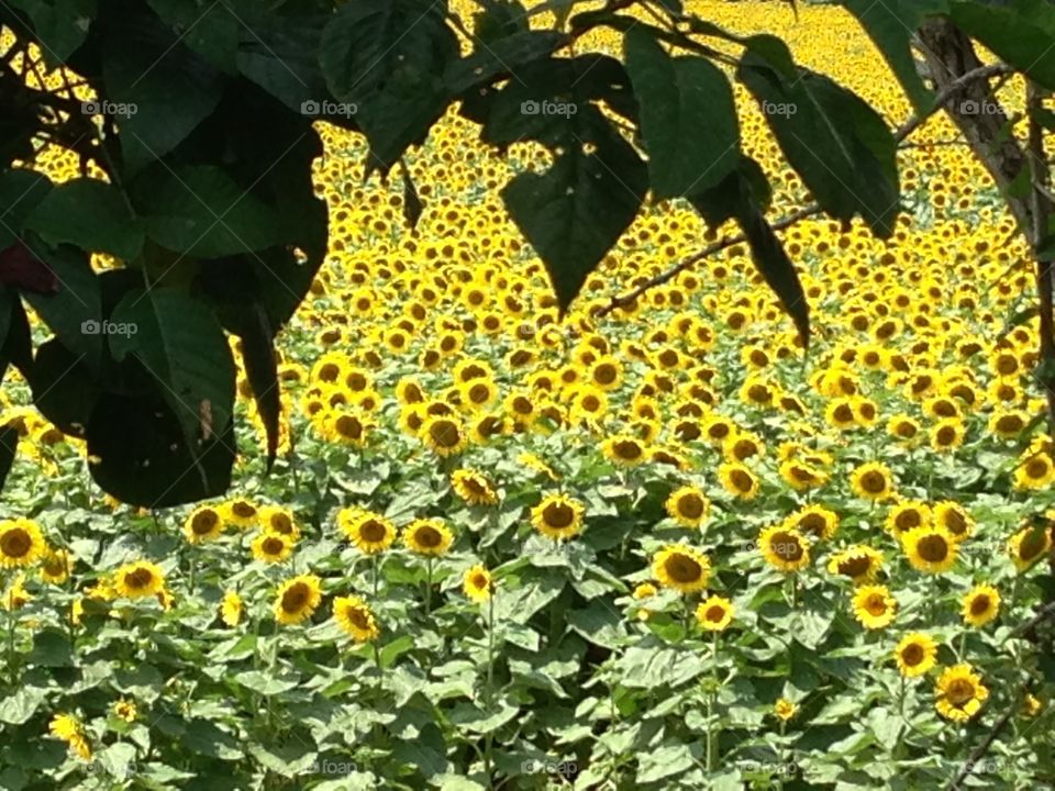 Sunflower in field