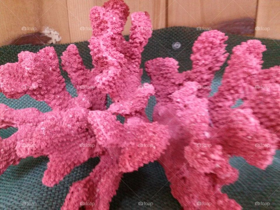 hot pink coral