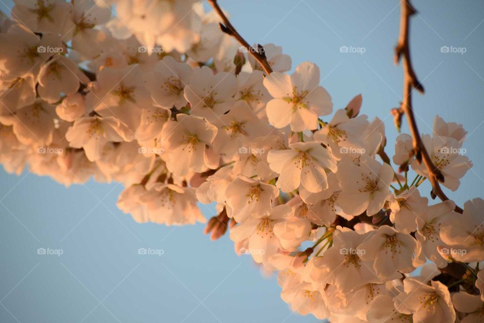 Cherry blossoms in spring