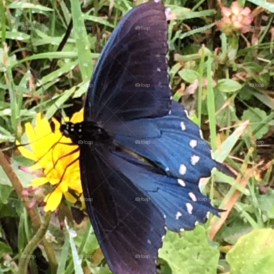 Beautiful butterfly. Blue butterfly 