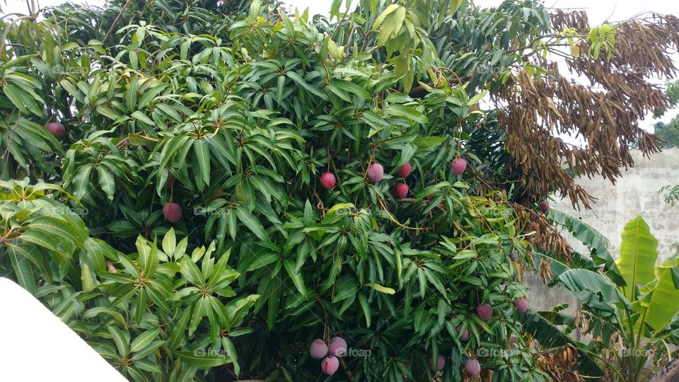 Pé de manga, com frutos vermelhos.